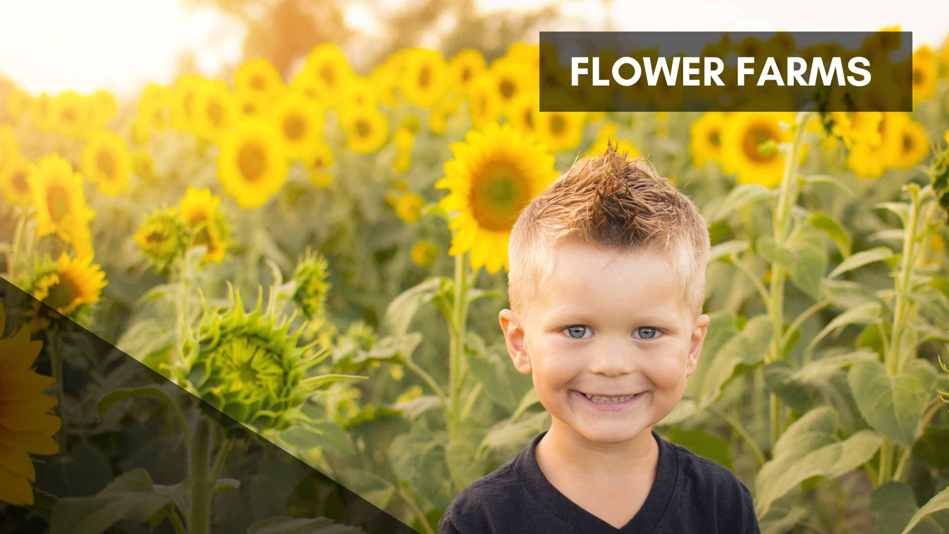 Flower Farms